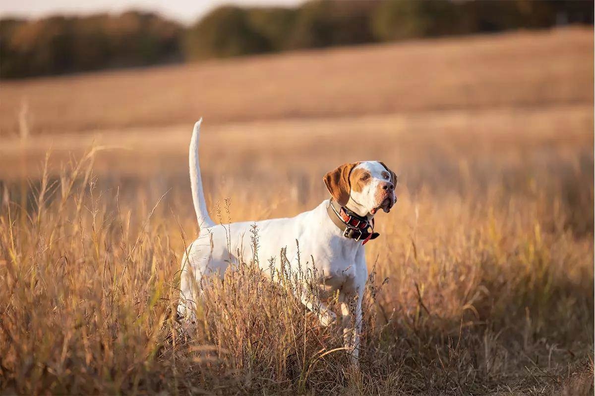 Prepare Your Dog For Whoa Breaking Gun Dog